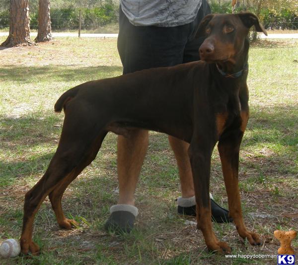 Doberman Pinscher Stud Dog: Shenron 13 Years old