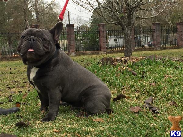 a french bulldog dog sitting in a grassy area