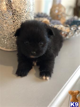 a small black pomeranian puppy