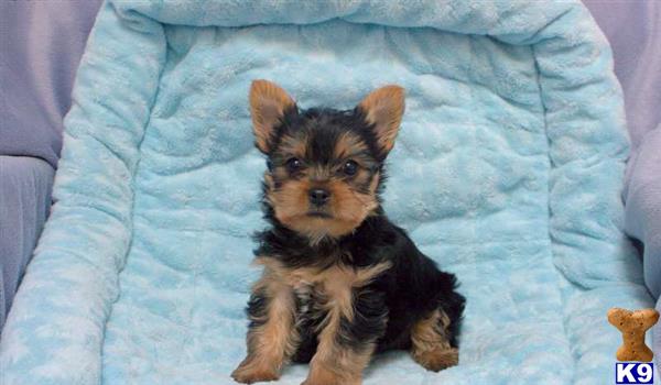 a small yorkshire terrier dog on a bed