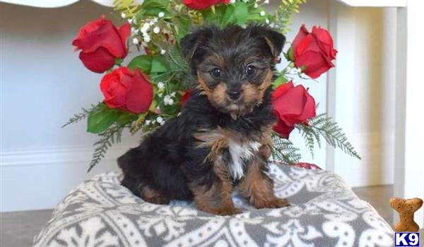 a yorkshire terrier dog sitting on a chair with a bouquet of flowers