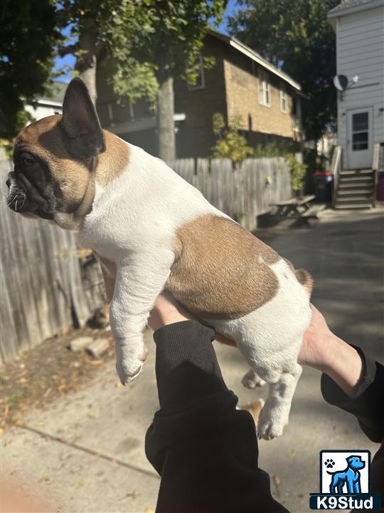 a french bulldog dog on a persons hand