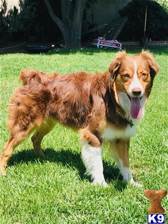 a australian shepherd dog standing in grass