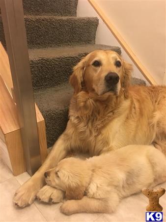 a golden retriever dog lying on a stair