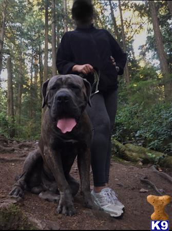a person and a mastiff dog in the woods