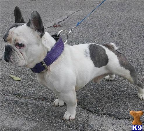 a french bulldog dog on a leash