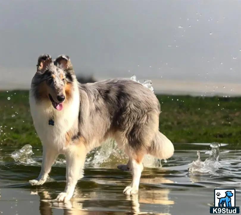 a collie dog standing in water