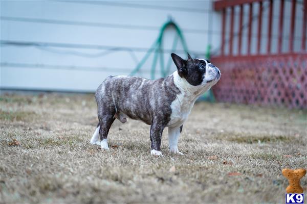 a french bulldog dog standing on grass