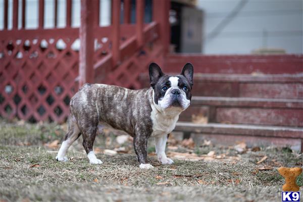 a french bulldog dog standing on a sidewalk