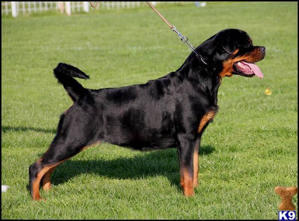 a rottweiler dog on a leash on grass