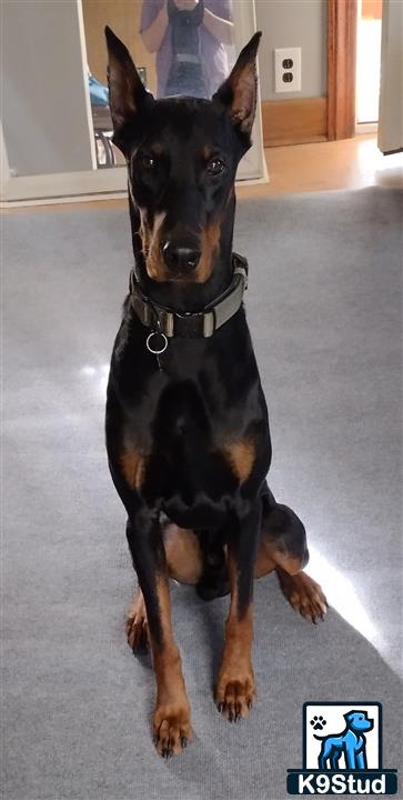 a doberman pinscher dog sitting on a carpet