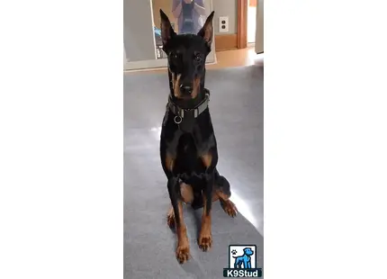 a doberman pinscher dog sitting on a carpet