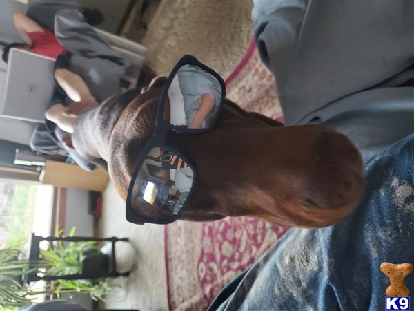 a doberman pinscher dog wearing a mask