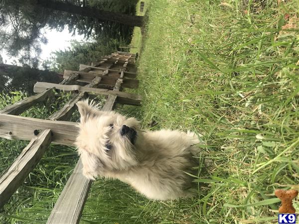 a havanese dog lying on grass