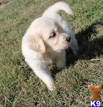 a white golden retriever dog standing on grass