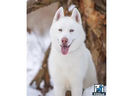 a white siberian husky dog with its tongue out