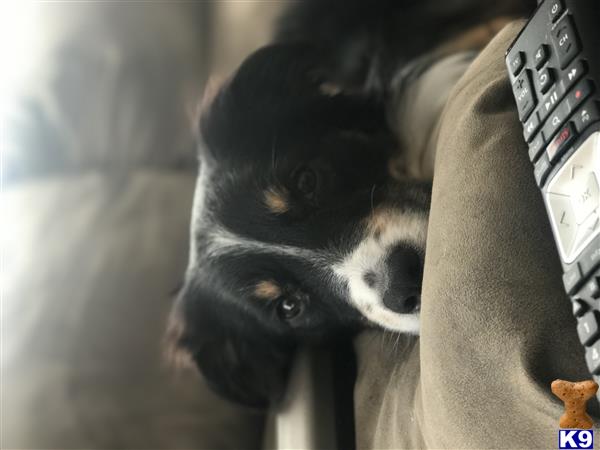 a australian shepherd dog looking up