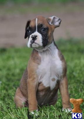 a boxer dog sitting in the grass