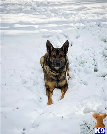 a german shepherd dog running in the snow