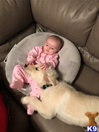 a baby lying on a couch with a golden retriever dog