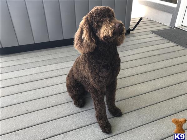 a poodle dog sitting on a deck