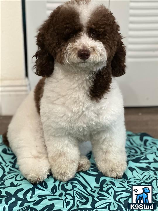 a poodle puppy sitting on a blue and white blanket