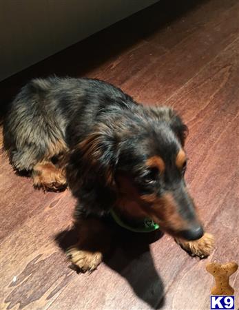 a dachshund dog lying on the floor