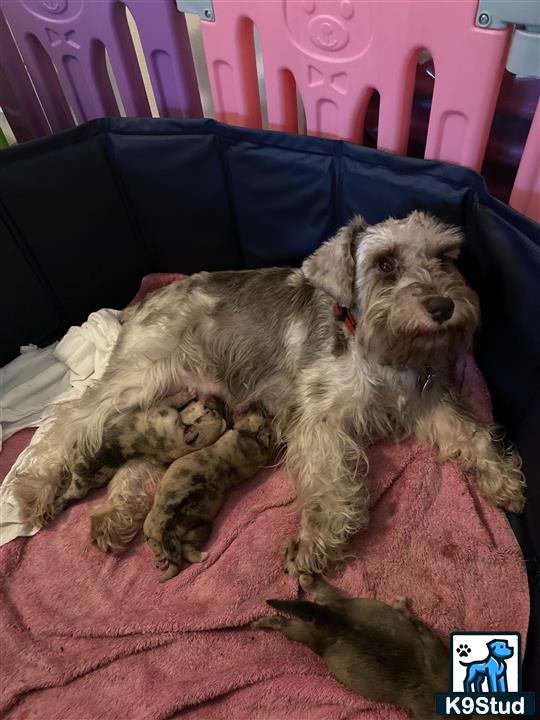 a schnoodle dog lying on a bed