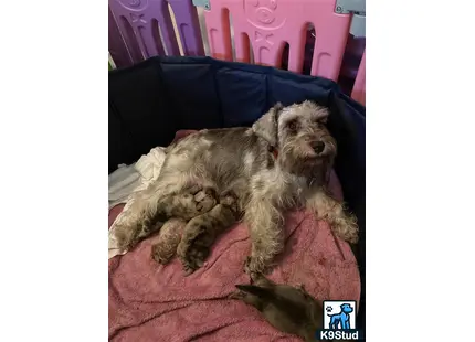 a schnoodle dog lying on a bed