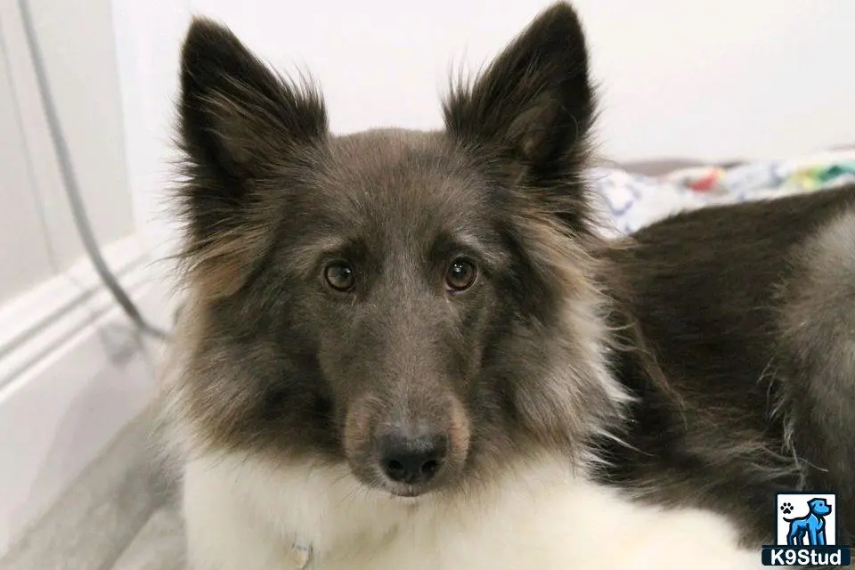 Shetland Sheepdog