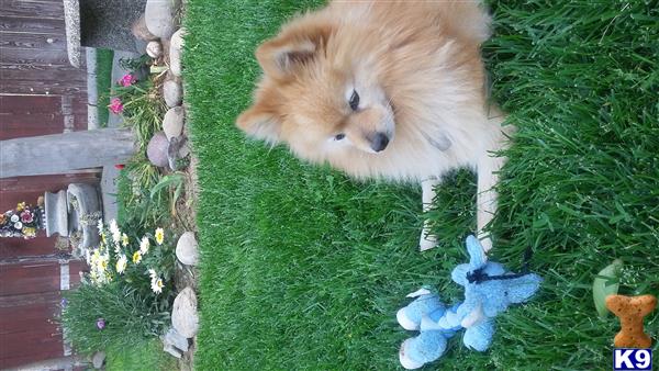 a pomeranian dog lying in the grass