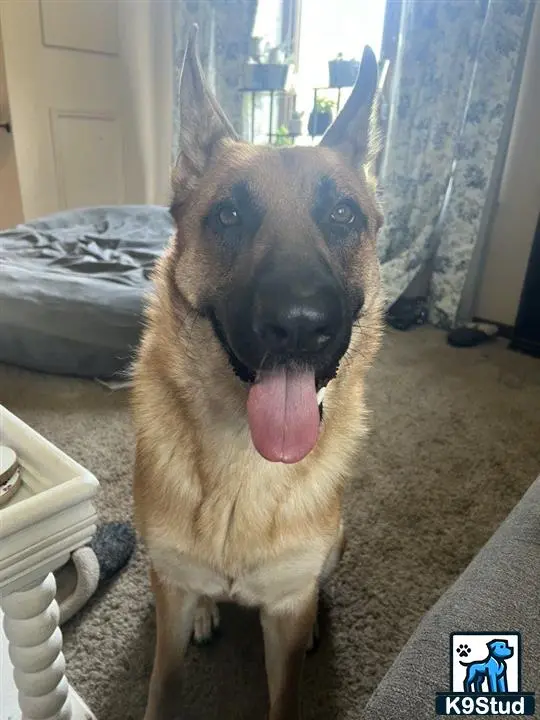 German Shepherd