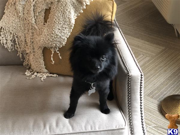 a black cat sitting on a carpet