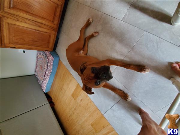 a boxer dog lying on its back on a tile floor