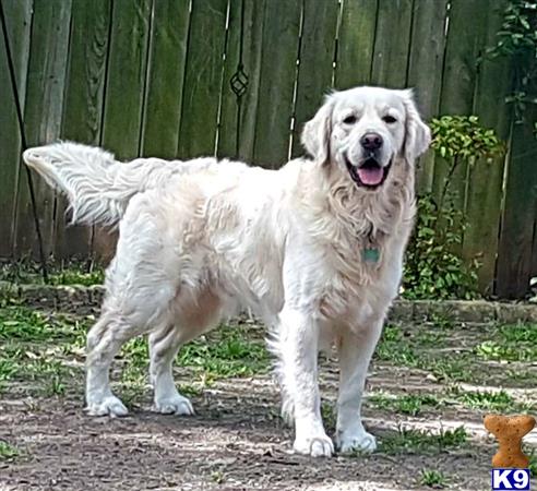 a white golden retriever dog standing outside