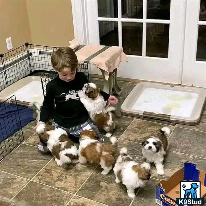 a child playing with shih tzu puppies