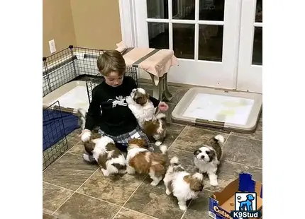 a child playing with shih tzu puppies