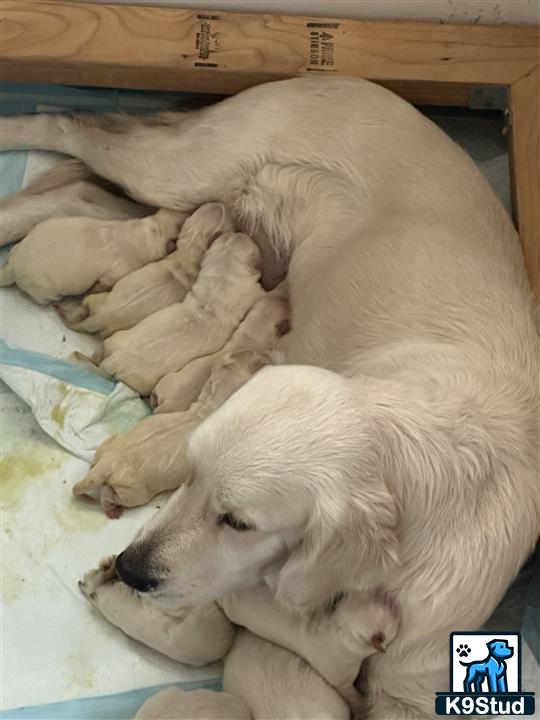 a group of golden retriever puppies sleeping in a box