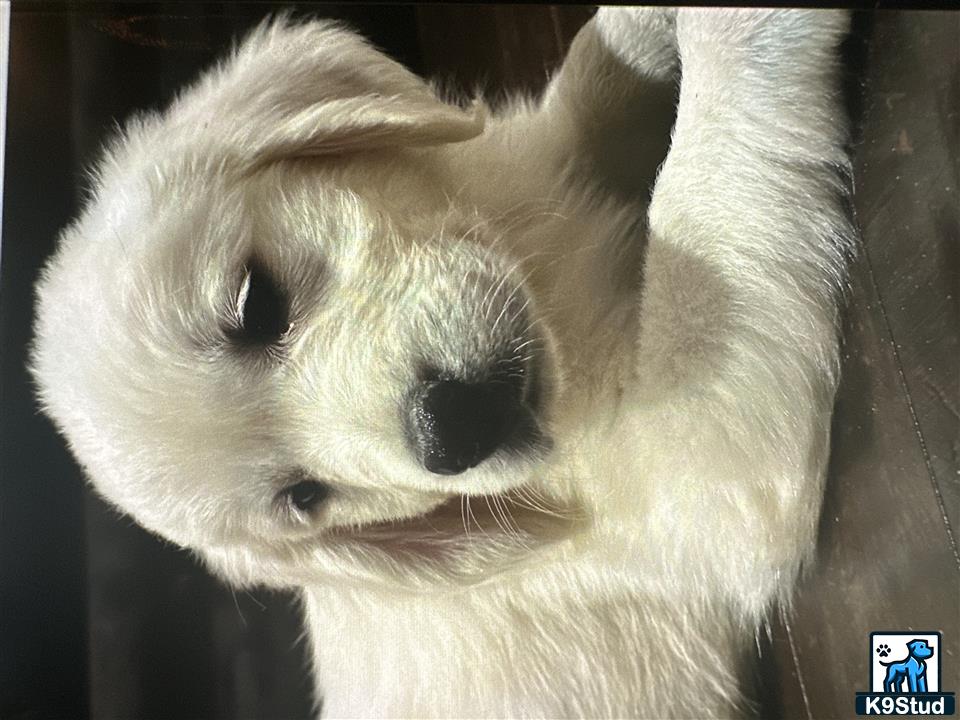 a white fox looking at the camera