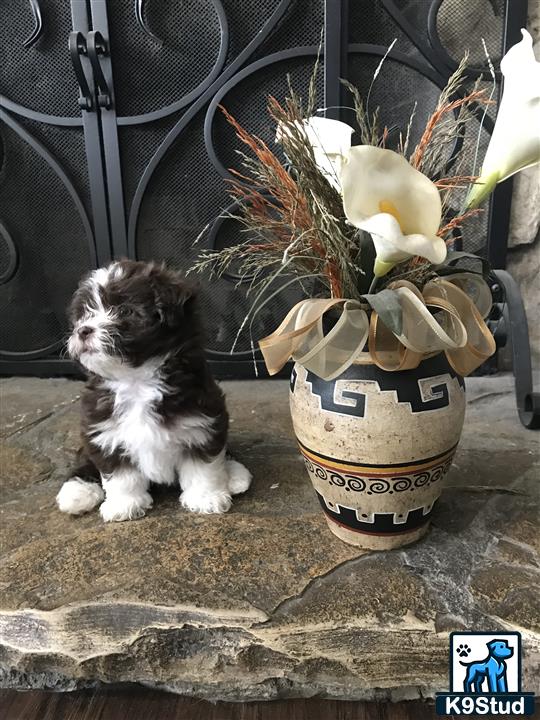 Havanese stud dog