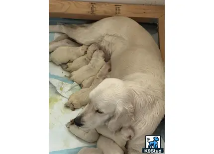 a group of golden retriever puppies sleeping in a box