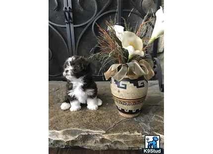 a havanese dog sitting next to a potted plant