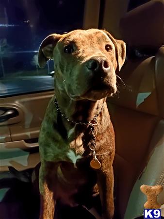 a american pit bull dog sitting in a car