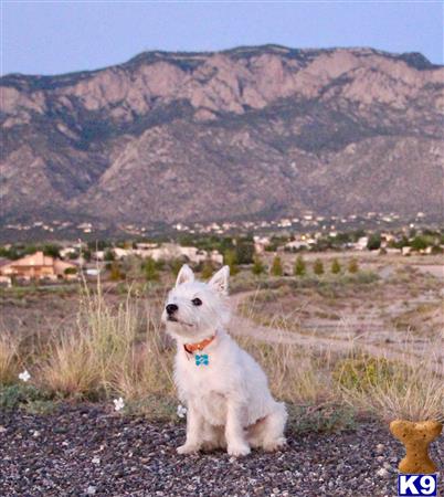 a west highland white terrier dog sitting on a rocky hillside