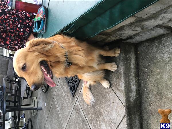 a golden retriever dog lying on a patio