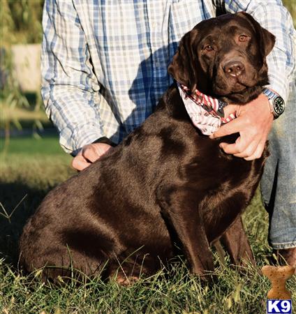 a labrador retriever dog sitting on a persons lap