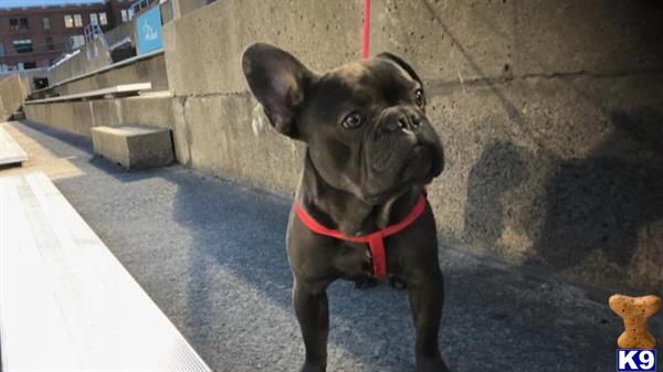 a french bulldog dog standing on a concrete floor