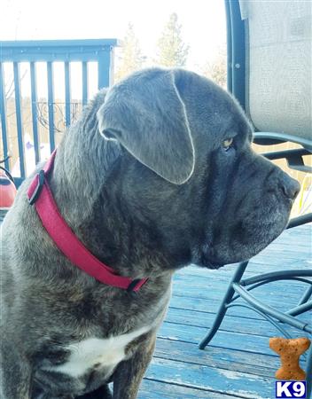 a cane corso dog sitting on a chair