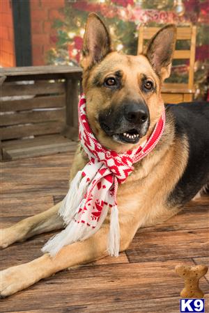 a german shepherd dog wearing a scarf