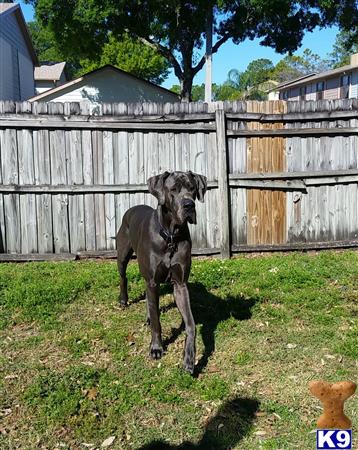 a great dane dog standing in a yard